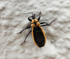 Ectrichodia crux