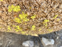 Acarosporaceae
