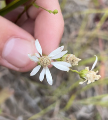 Solidago ptarmicoides