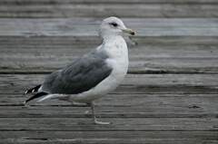 Larus californicus californicus