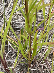 Solidago ptarmicoides