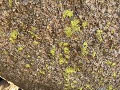 Acarosporaceae