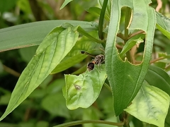 Ropalidia sumatrae