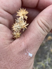 Bahiopsis microphylla