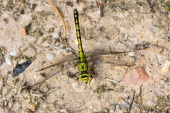 Ophiogomphus cecilia