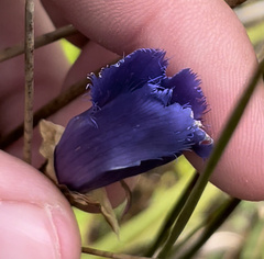 Gentianopsis crinita