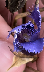 Gentianopsis crinita