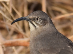 Toxostoma crissale