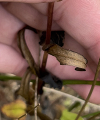 Gentianopsis crinita