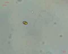 Chlamydomonadales