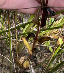 Gentianopsis crinita