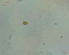 Chlamydomonadales