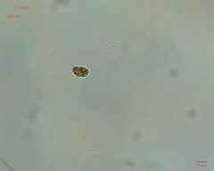 Chlamydomonadales