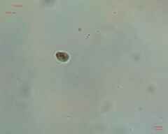 Chlamydomonadales