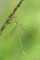 Lestes virens