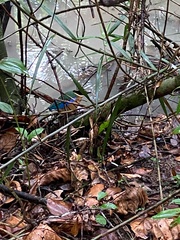 Pitta moluccensis
