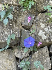 Ipomoea indica image