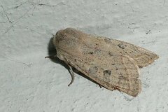 Orthosia gracilis