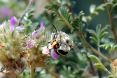 Anthophora