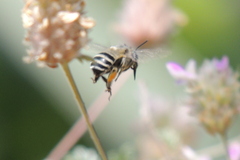 Anthophora