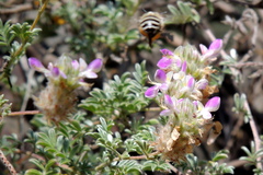 Anthophora