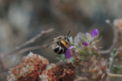Anthophora