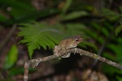 Incilius coniferus