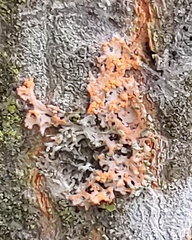 Erythricium aurantiacum