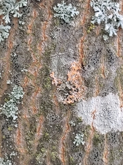 Erythricium aurantiacum