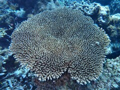 Acropora cytherea