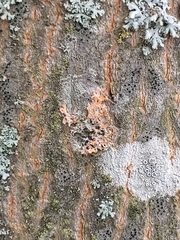 Erythricium aurantiacum
