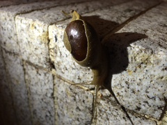 Megaustenia imperator