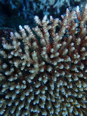 Acropora cytherea