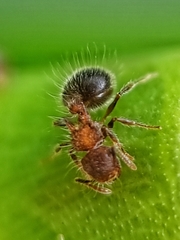 Meranoplus bicolor