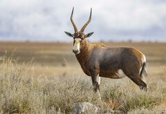 Damaliscus pygargus phillipsi