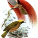 Goldie's Bird-of-Paradise - Photo J G Keulemans, no known copyright restrictions (public domain)