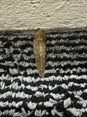 Limacus