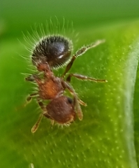 Meranoplus bicolor