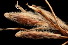 Sorghastrum elliottii