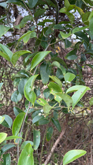 Smilax smallii