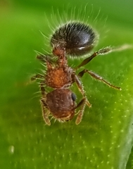 Meranoplus bicolor