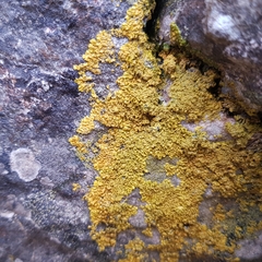 Xanthoria calcicola