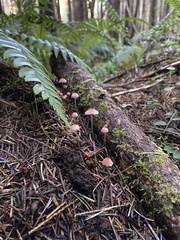 Mycena rosella