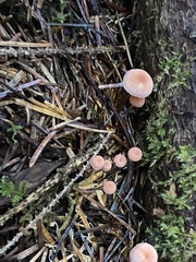 Mycena rosella