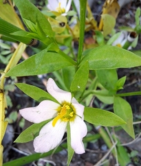 Sabatia calycina