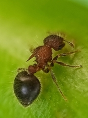 Meranoplus bicolor