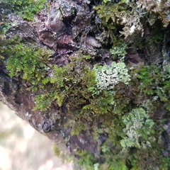 Physconia perisidiosa