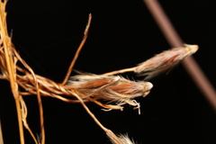 Sorghastrum elliottii