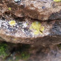 Leproplaca xantholyta