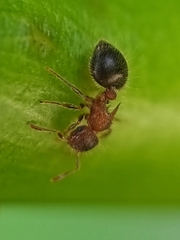 Meranoplus bicolor